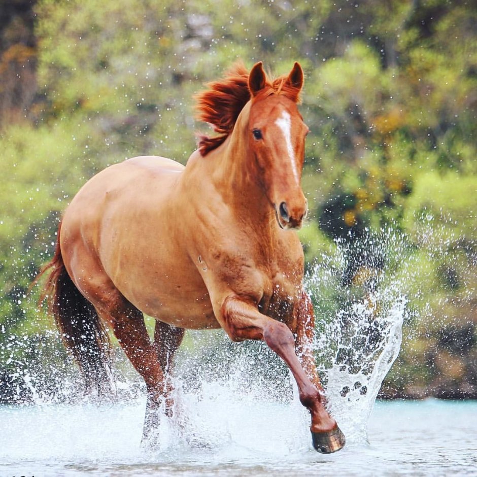 Лошадь лягнула
