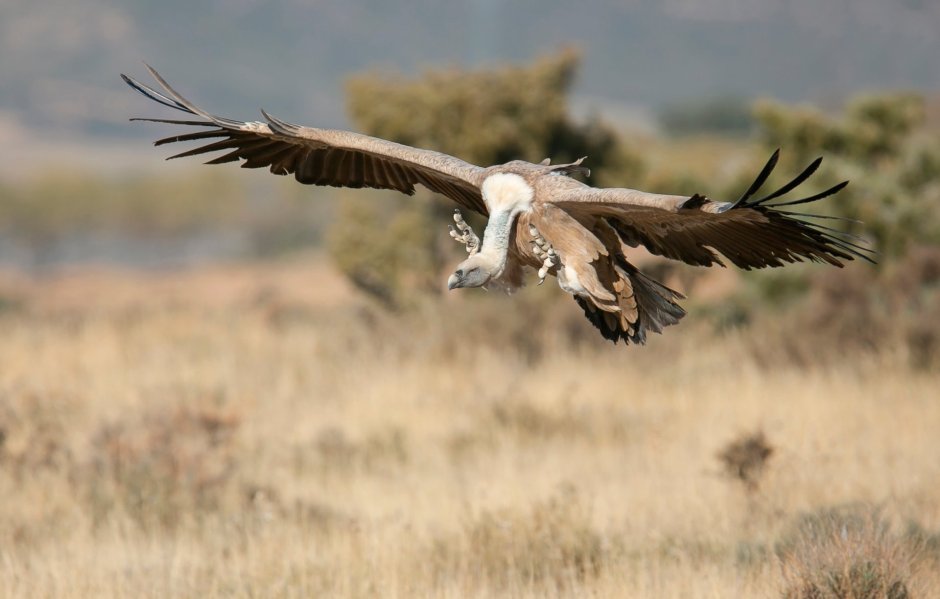 Lappet faced Vulture