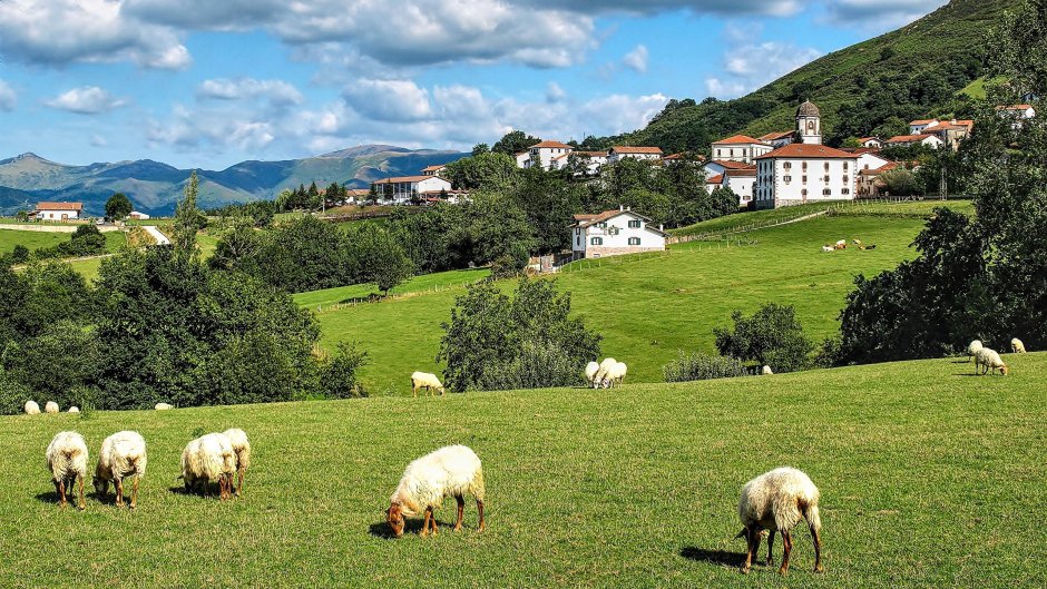 Лама альпака гуанако