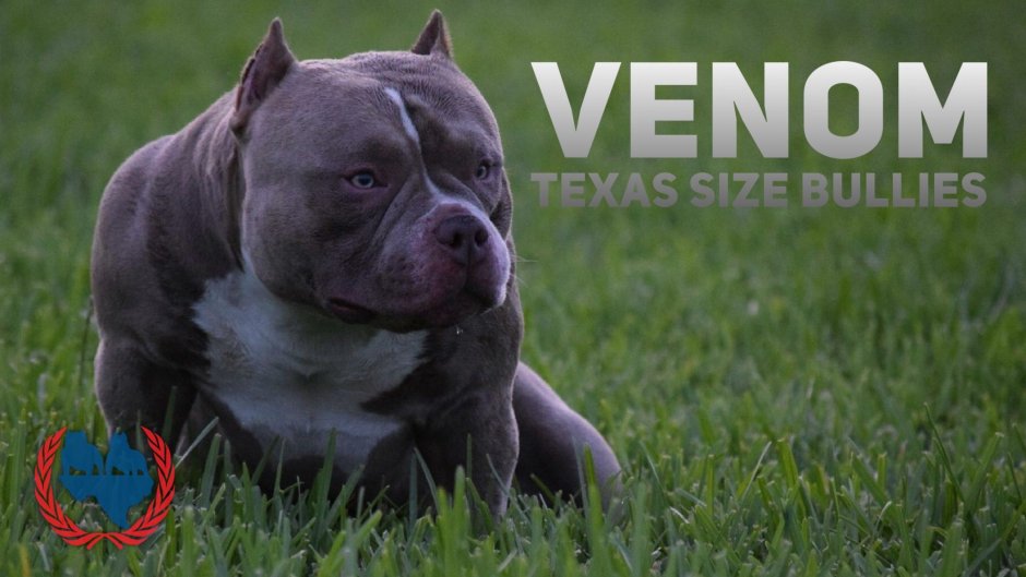 Американский булли терьер