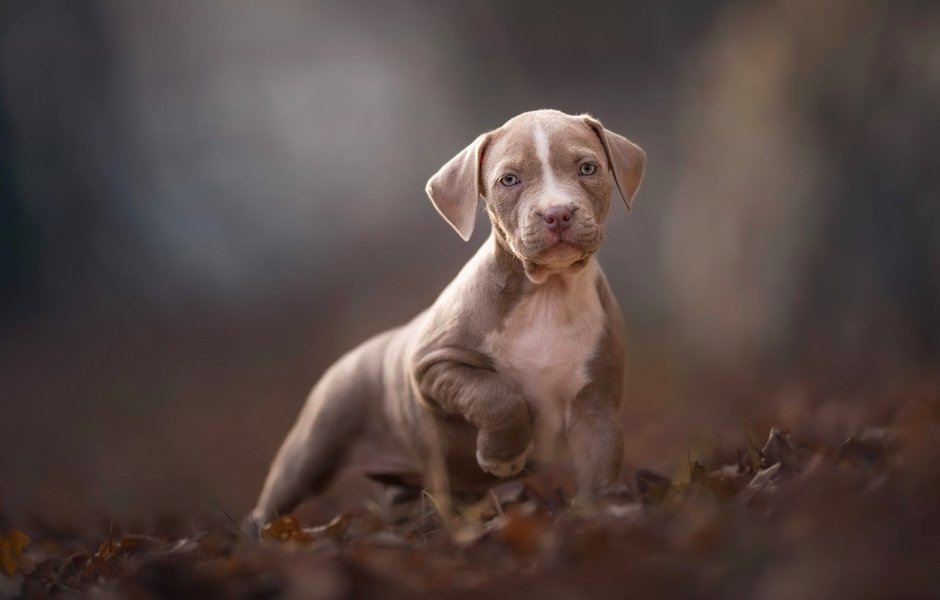 Американский питбуль