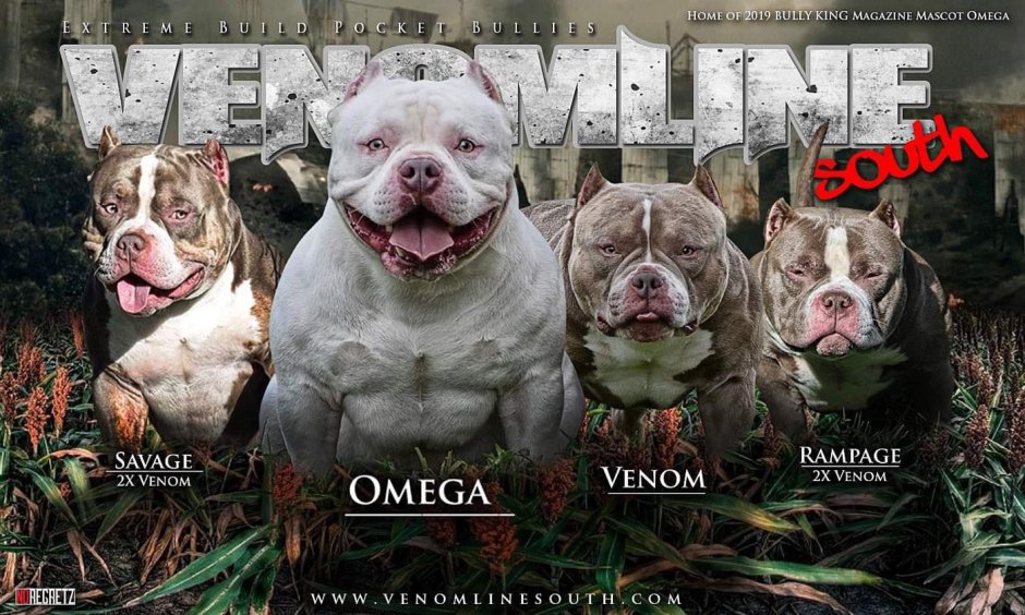 Бандог Халк