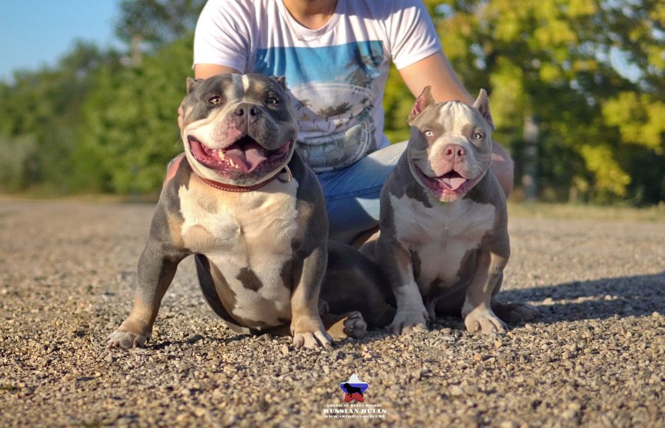 Американский булли