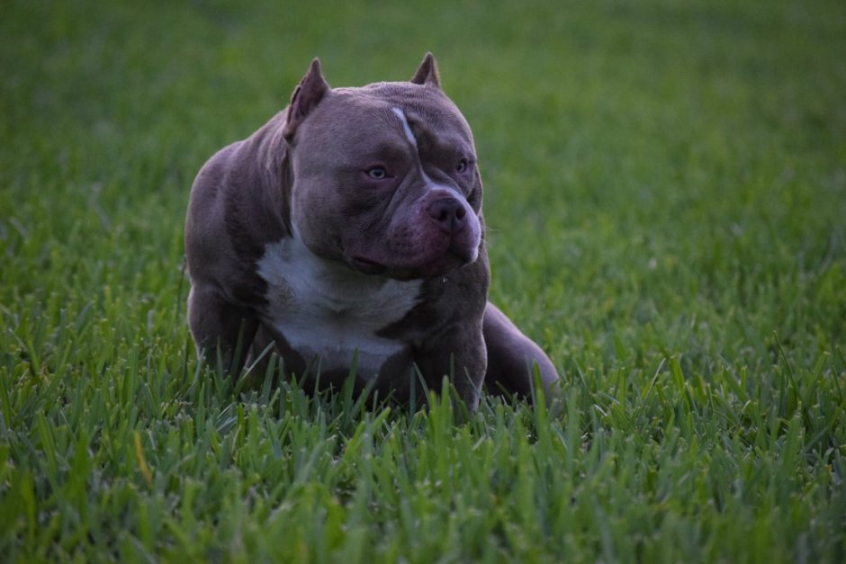 Американский питбультерьер