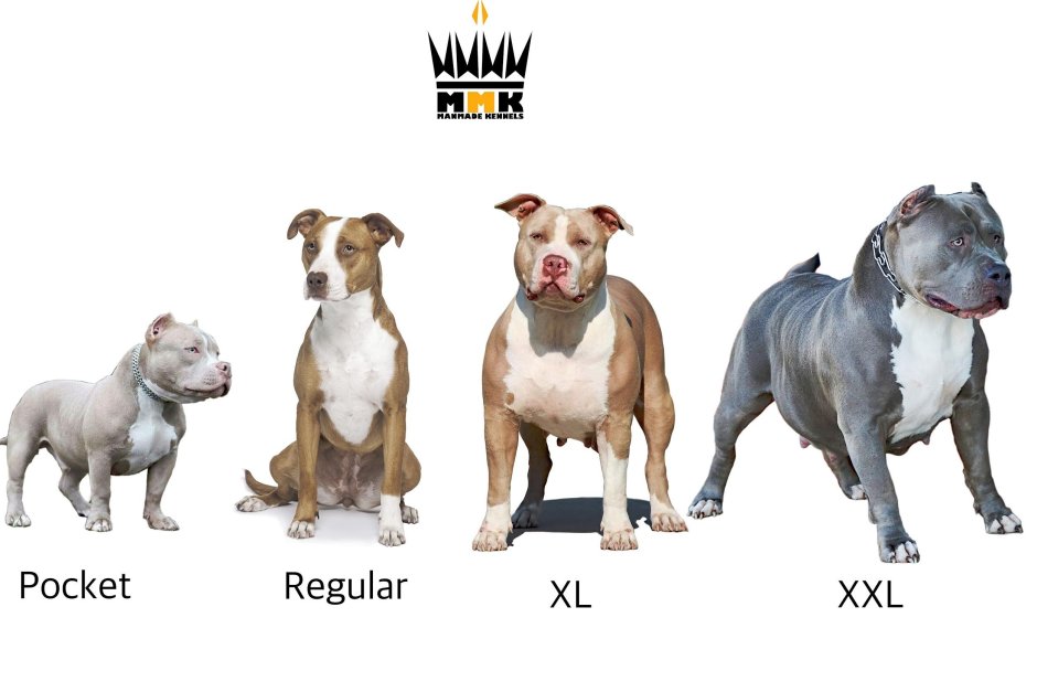 Американский булли щенок маленький