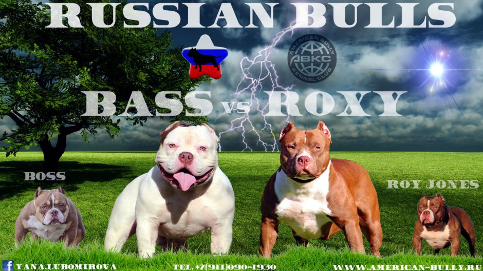 Собака стаффордширский терьер черный