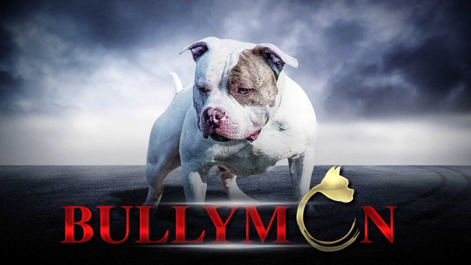 Американский булли презентация