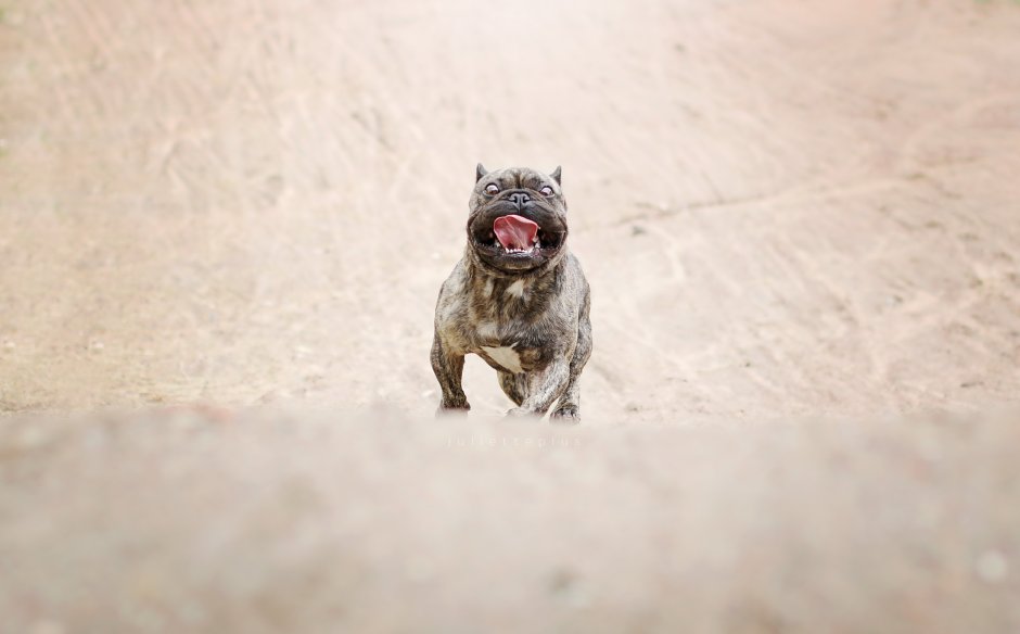 Американский питбультерьер