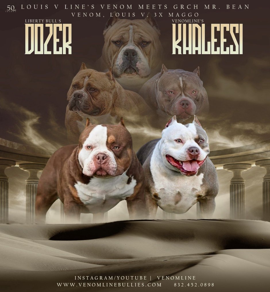 Американский булли покет вес