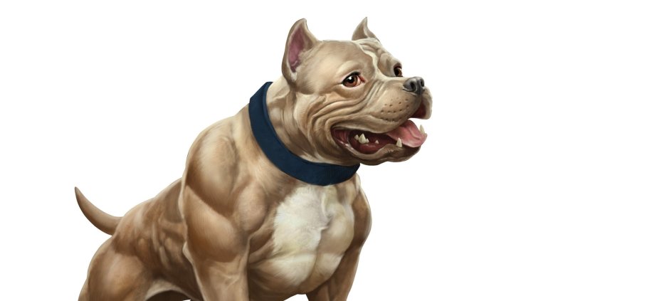 Американский булли шампань