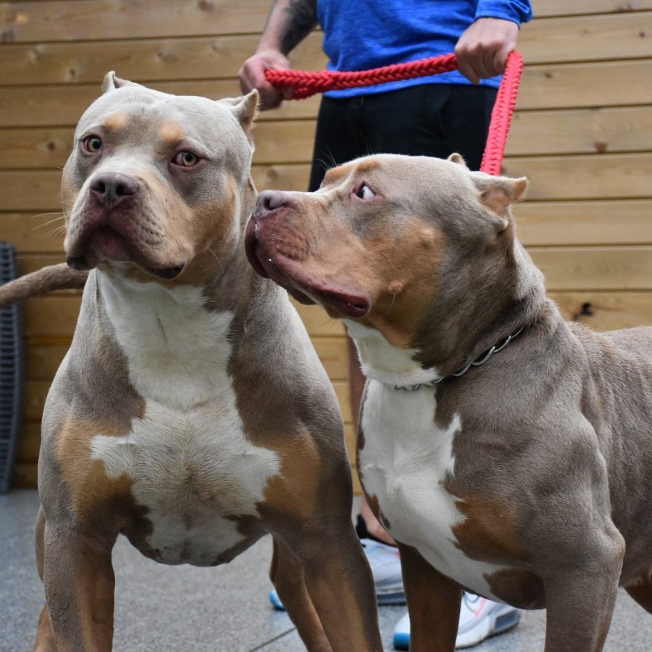 Американский булли Тайсон