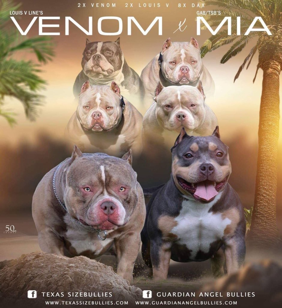 Редкие породы собак булли