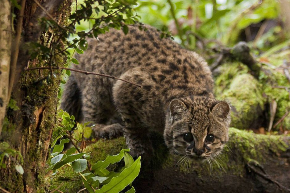 Чилийская кошка (кодкод) (leopardus guigna)