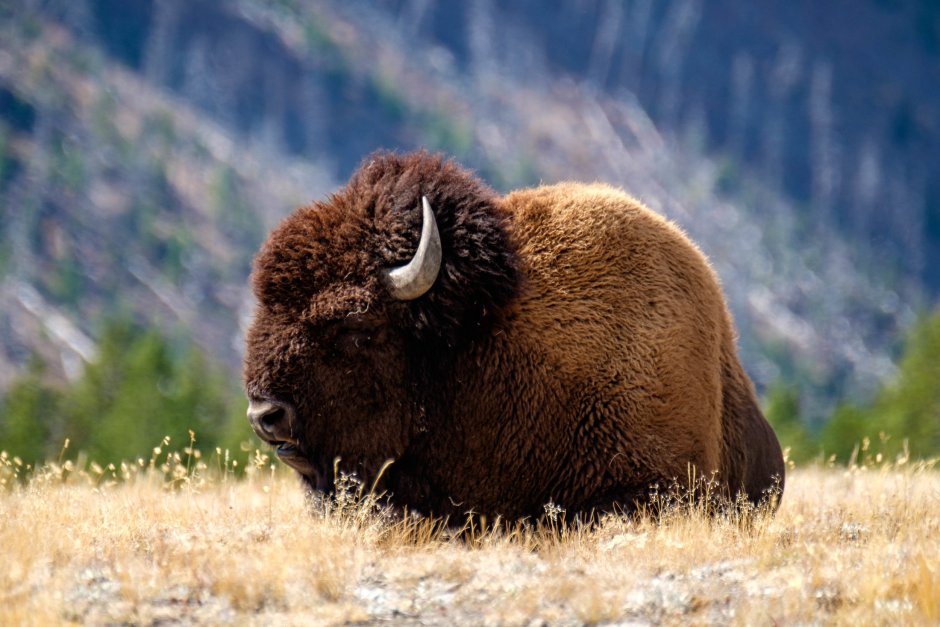 Yellowstone Park бизоны