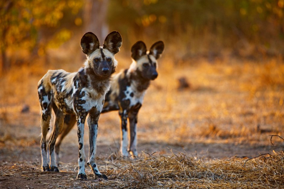 Lycaon pictus