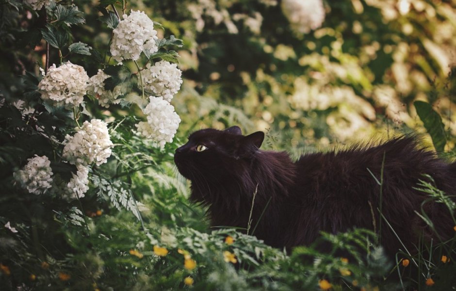 Коты Эстетика