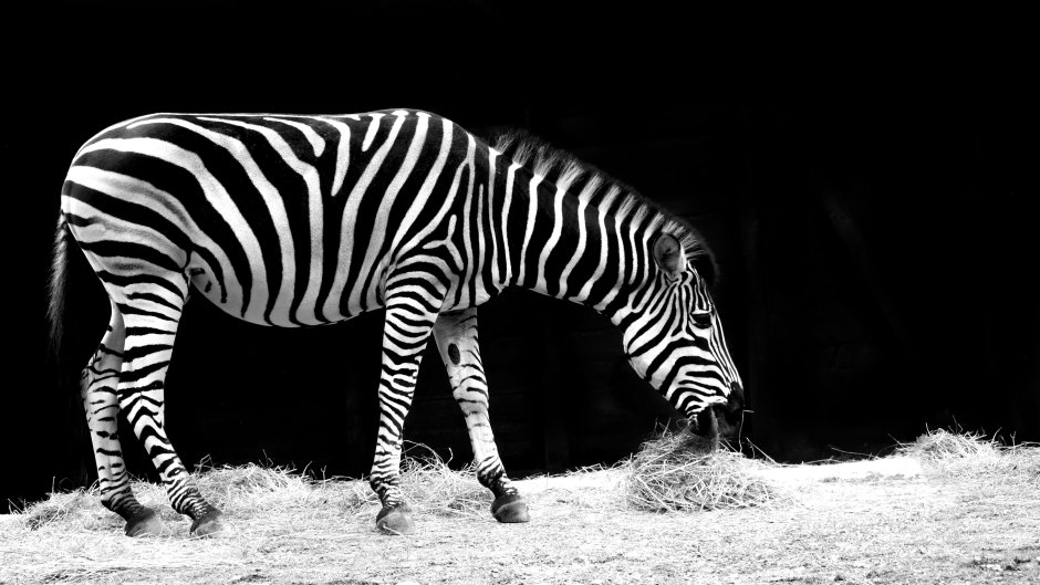 Hd4000 Zebra