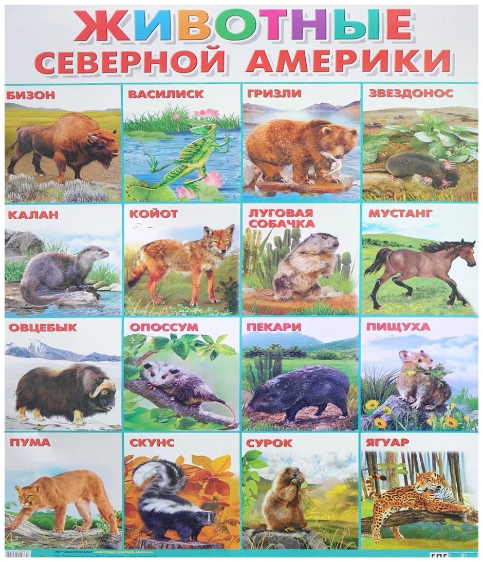 Животные сеаерноцамерикиь