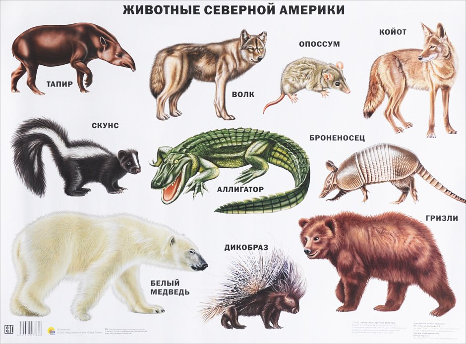 Список животных Северной Америки