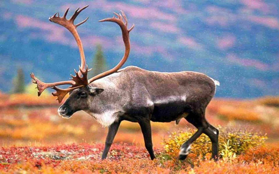 Америка животные Америка