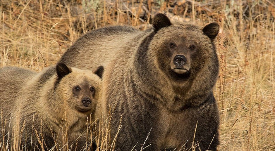 Лесной Бизон Северной Америки