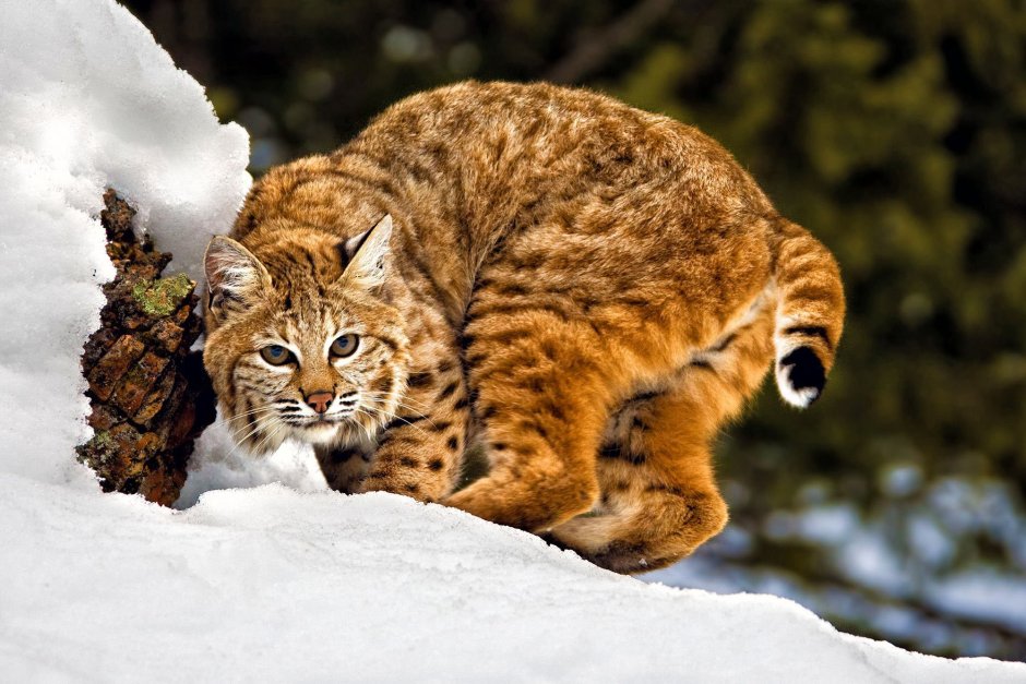 Коренные животные Северной Америки