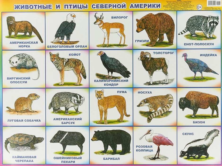 Животные Северной Америки 4 класс