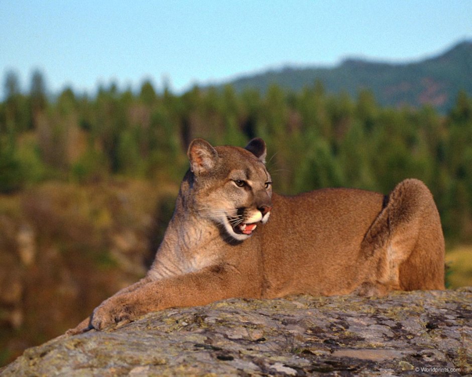 Пума (Puma concolor):