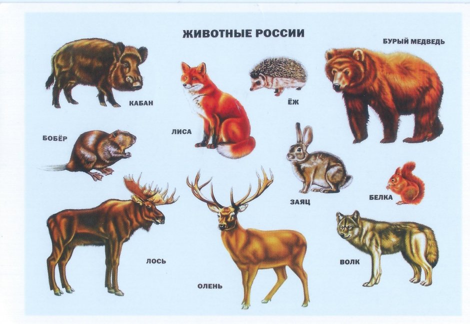 Животные Архангельской области Лось