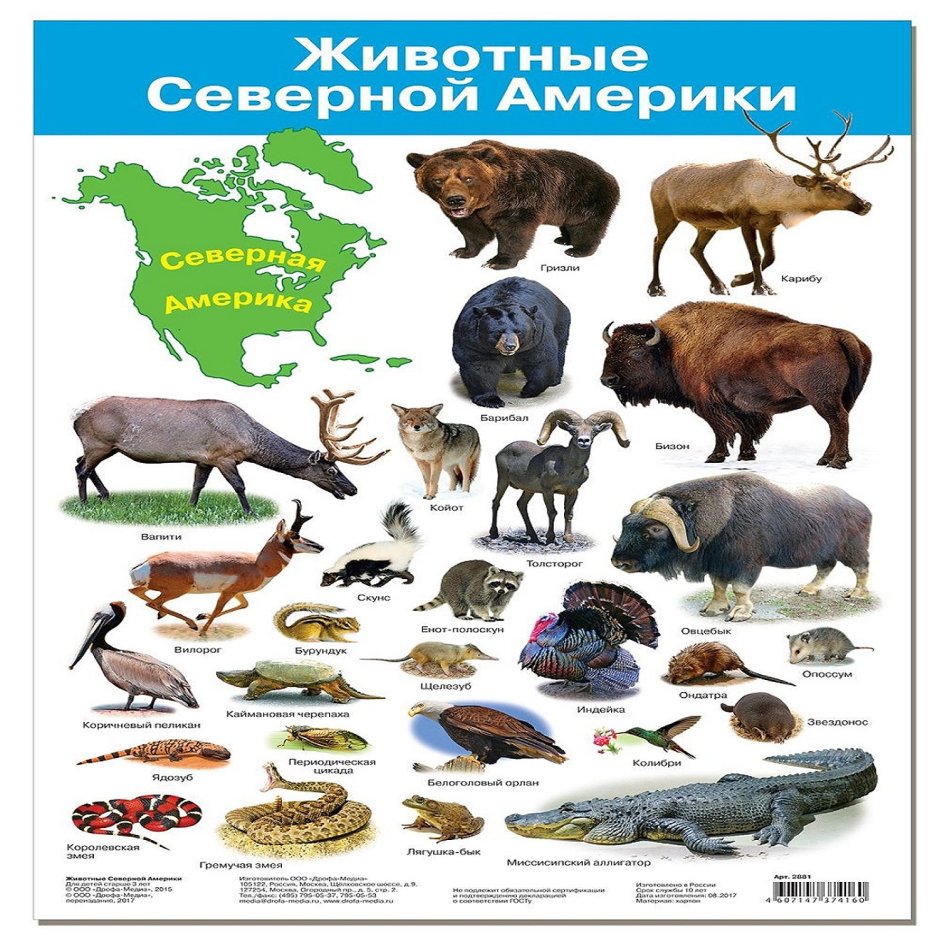 Животные Северной Америки фото