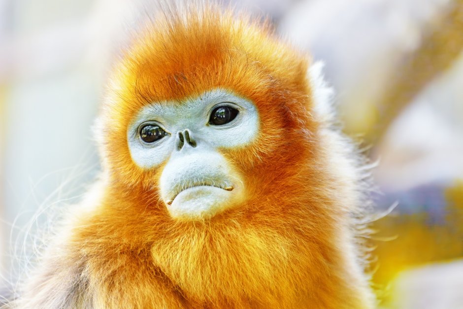 Tibetan snub Nosed Monkey Baby