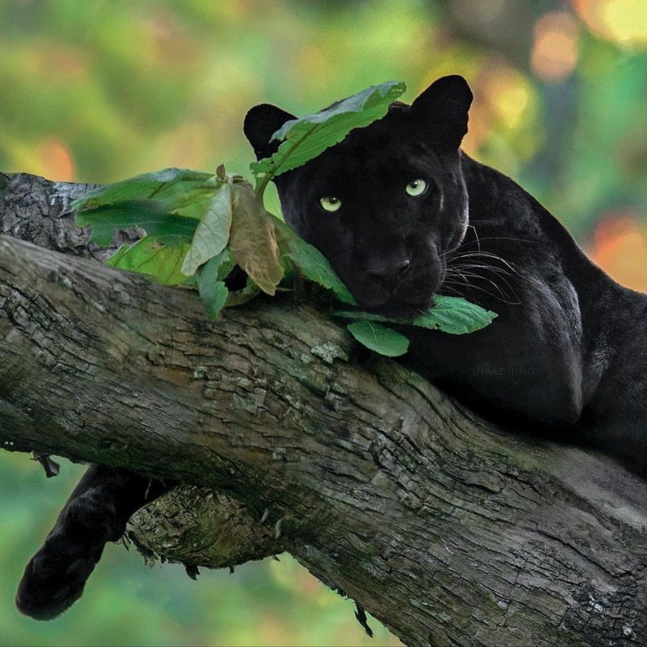 Черная пантера Nat geo Wild
