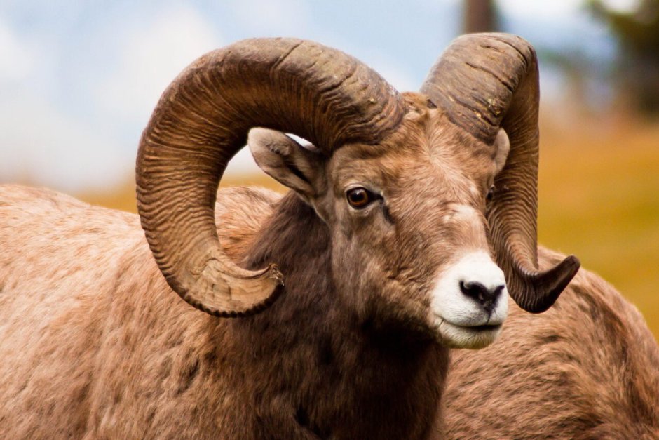 Markhor Goat