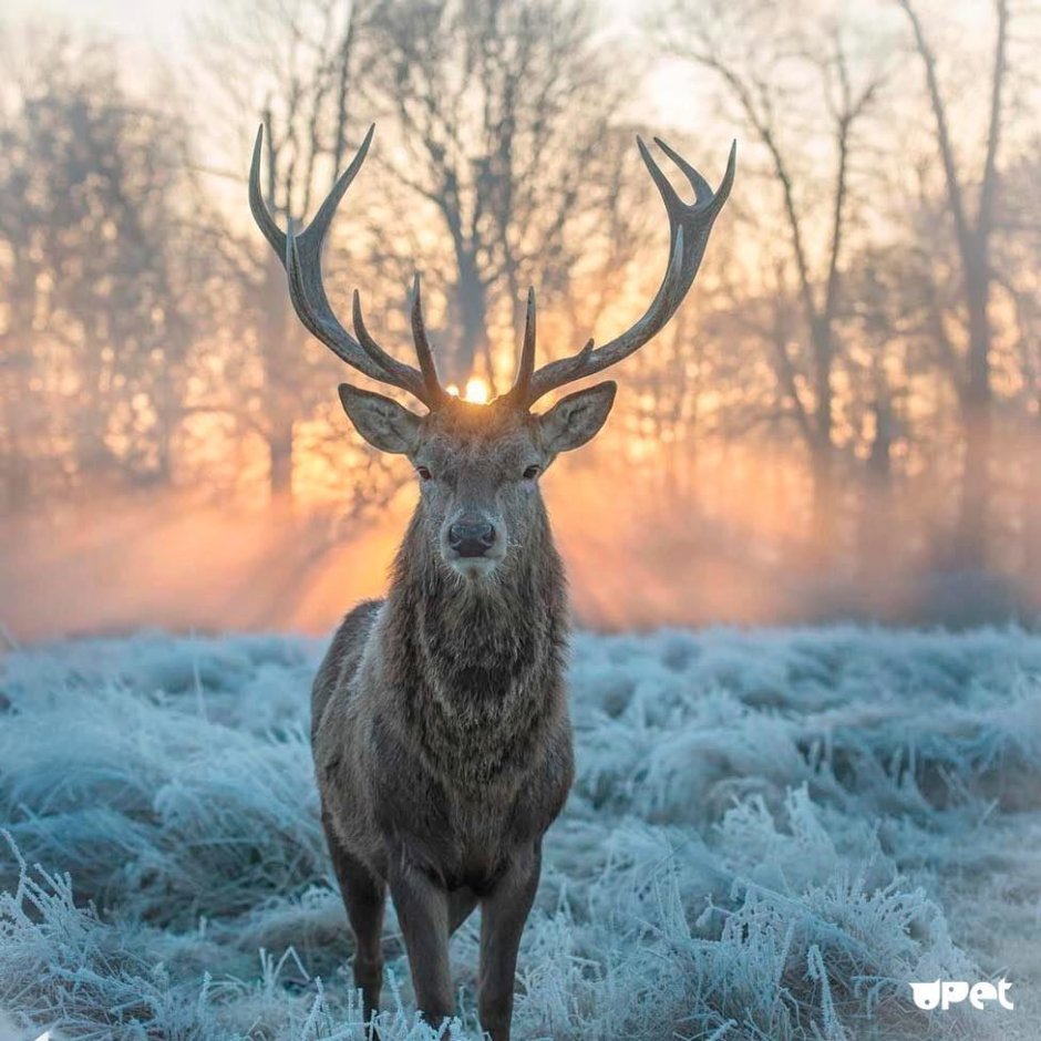 Ирландский олень (Megaloceros)