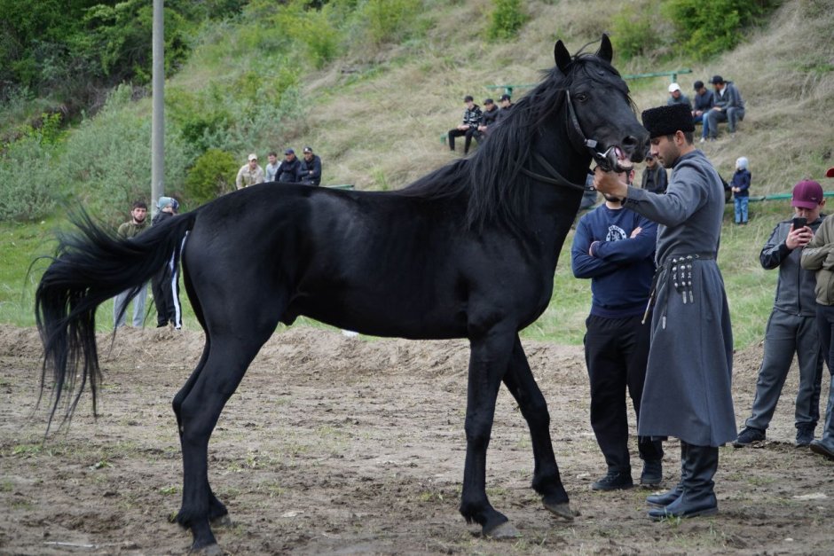 Аргамак лошадь