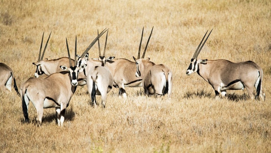 Антилопа Blackbuck