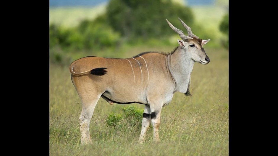 Taurotragus Oryx