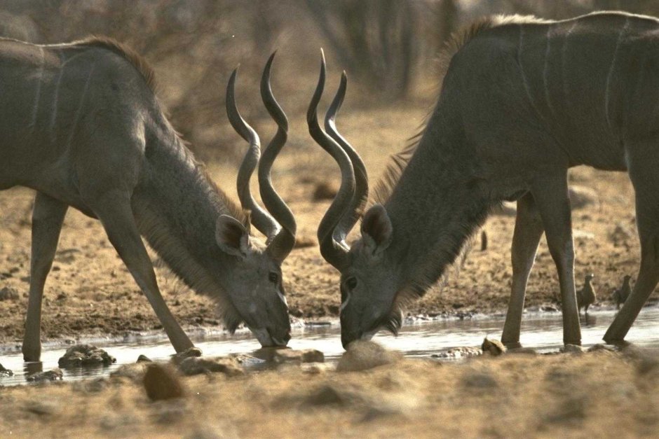 Alcelaphus buselaphus