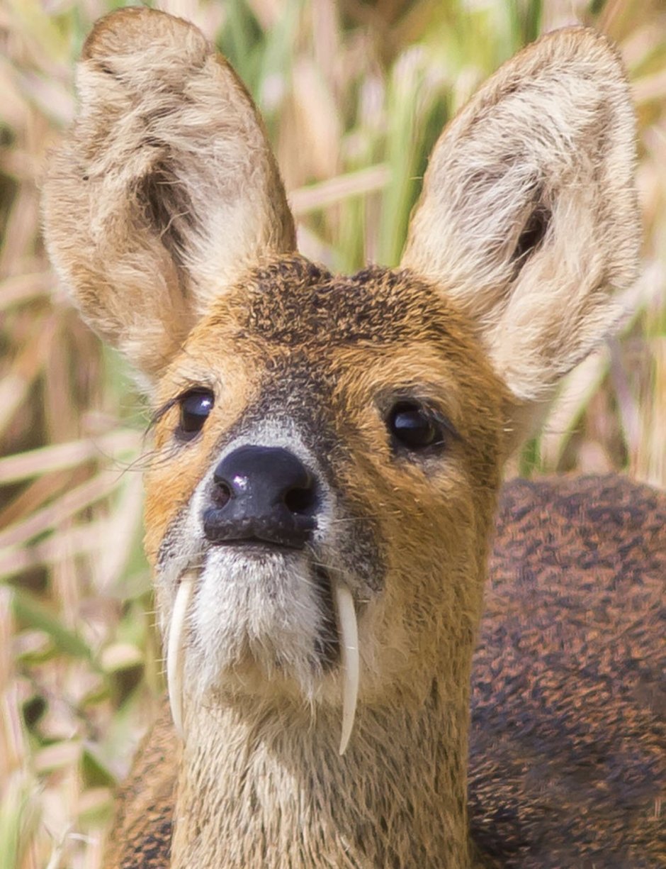 Tragelaphus eurycerus