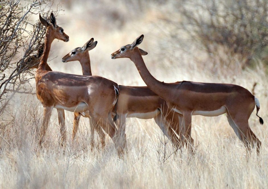 Tragelaphus eurycerus