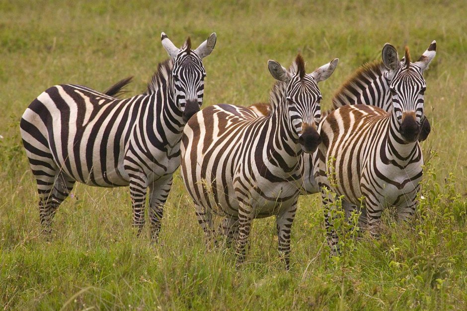 Giraffa Giraffa животные