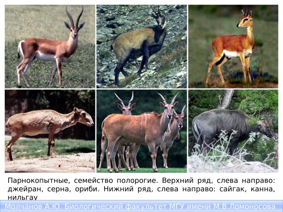 Куду что за животное