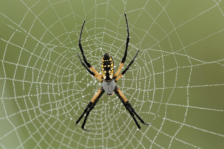 Argiope aurantia