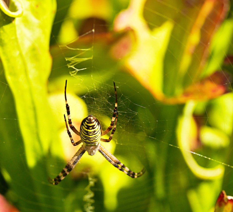 Паук zebraspinne