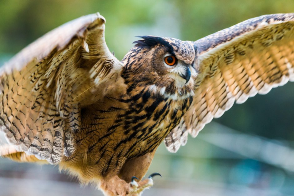 Филин обыкновенный (Bubo Bubo)
