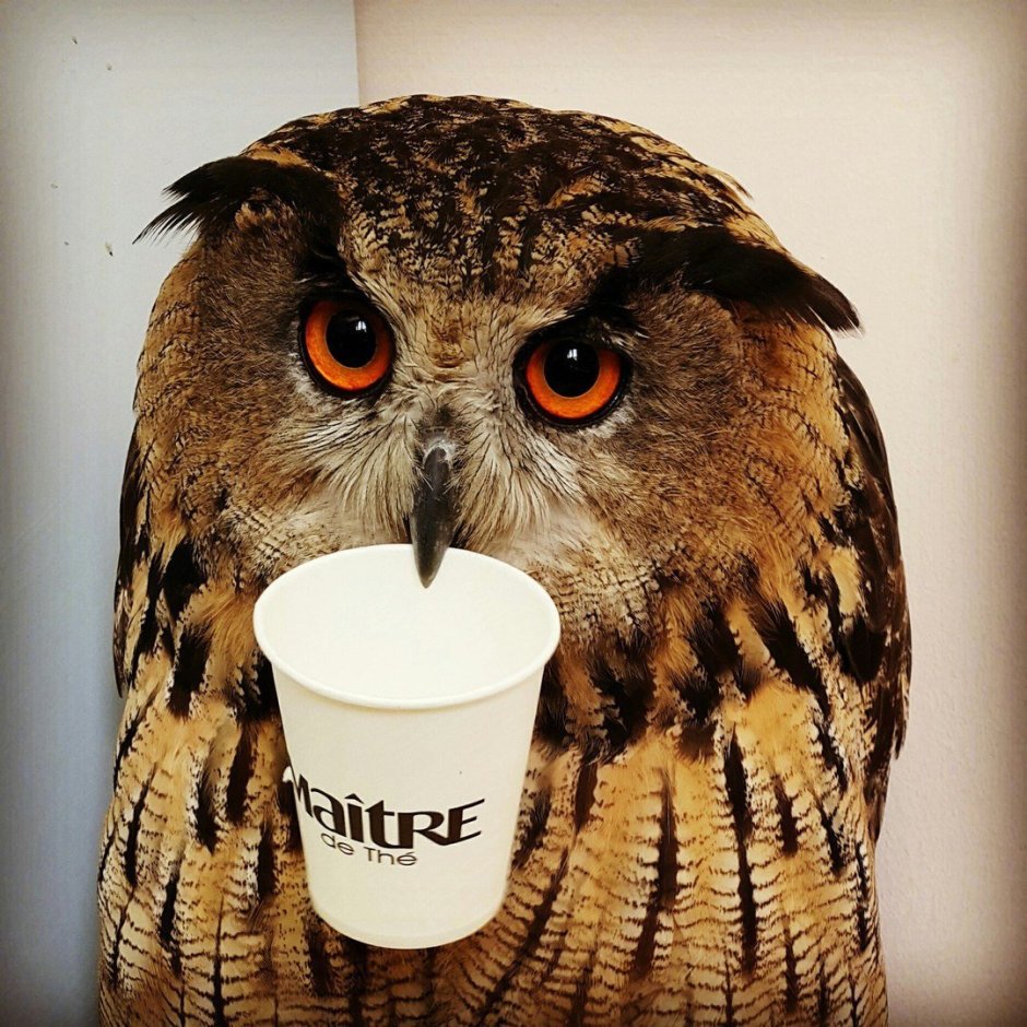 Ёль Филин