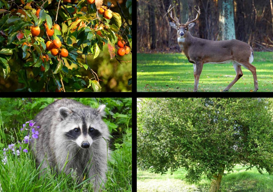 Фауна субтропиков России