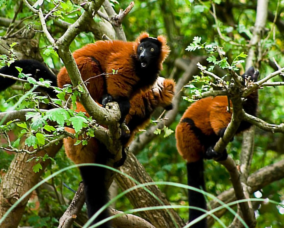 Красный мадагоскарский лимур