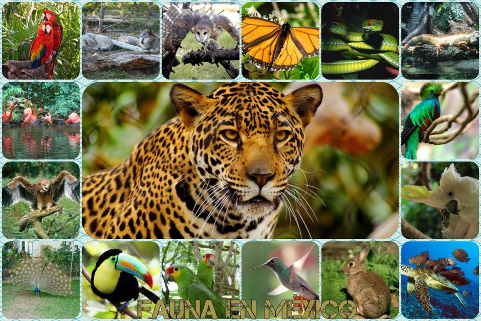 Флора и фауна