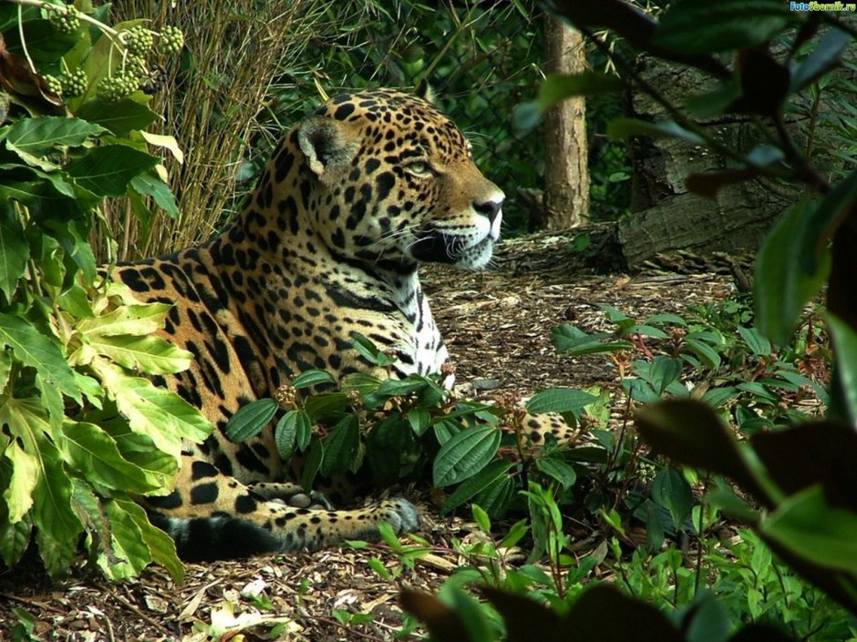 Ягуар тропического леса